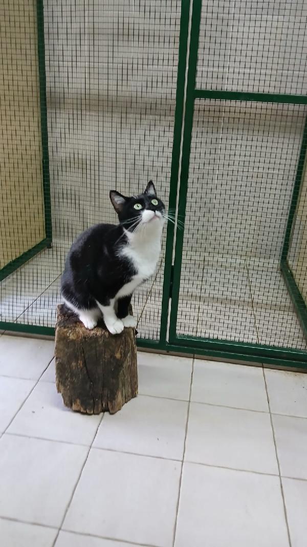 KARIN: DOLCISSIMA MICIA DI 2 ANNI IN GATTILE  Foto 5